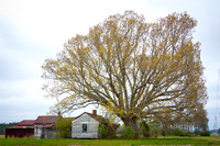 North Carolina Tenant Farms